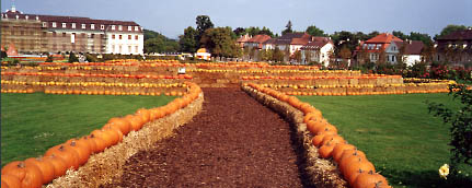 Pumpkin maze